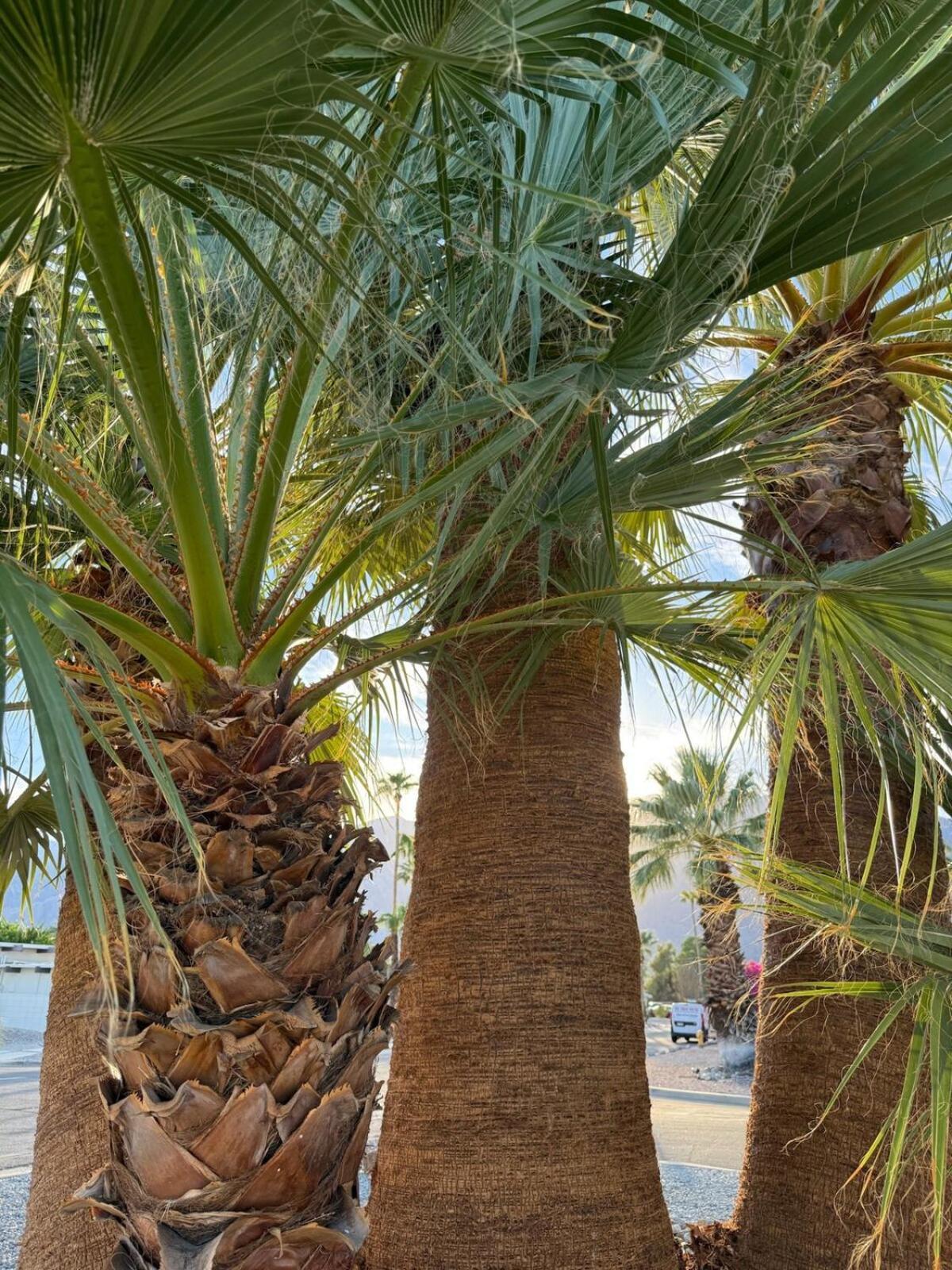 Villa Aerhaus - Mid-century Oasis Palm Springs