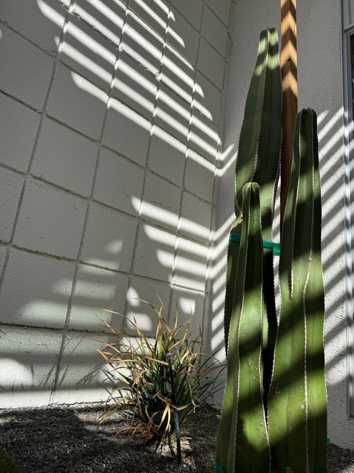 Aerhaus - Mid-century Oasis *