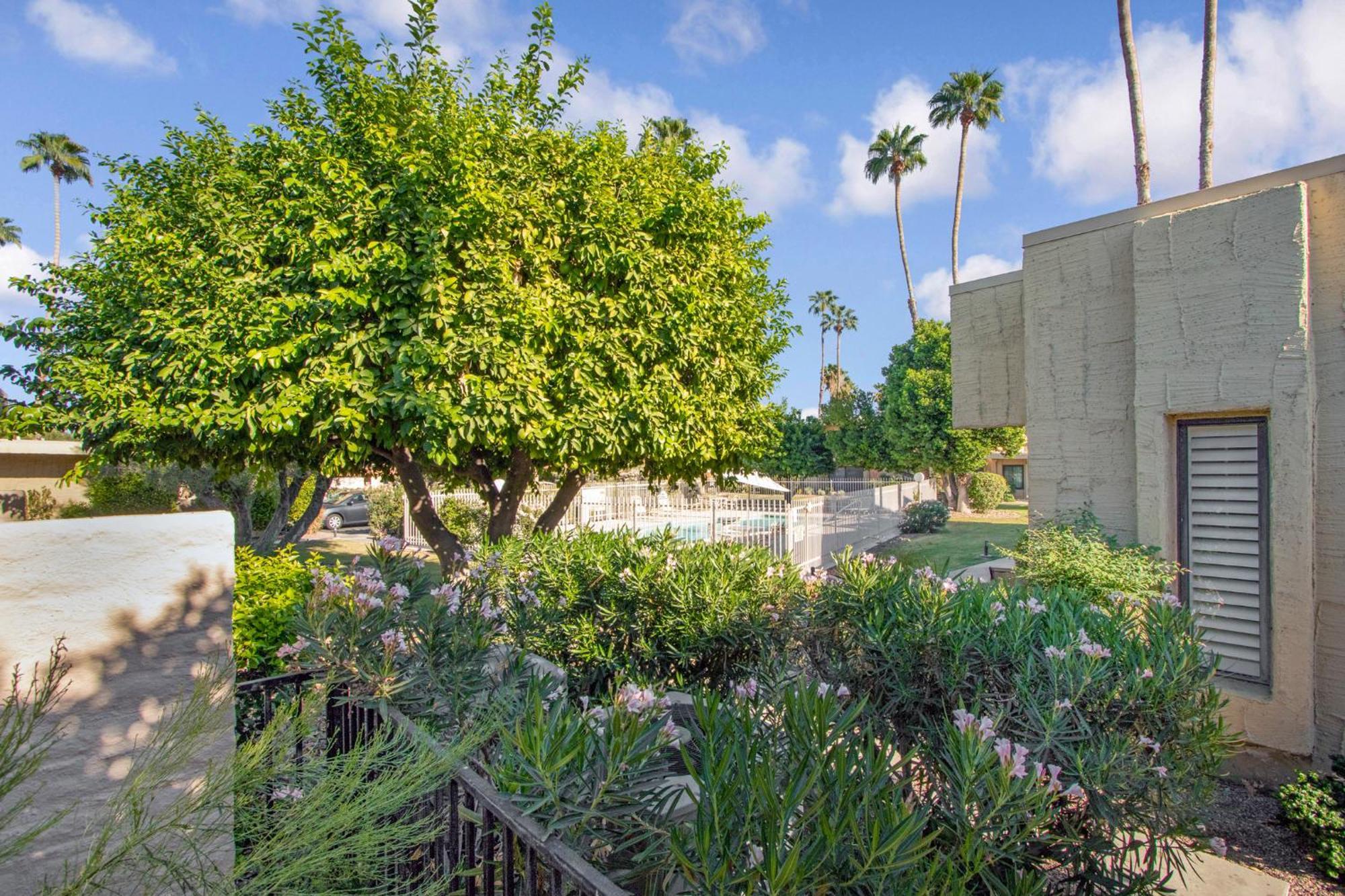 De Flores * Palm Springs
