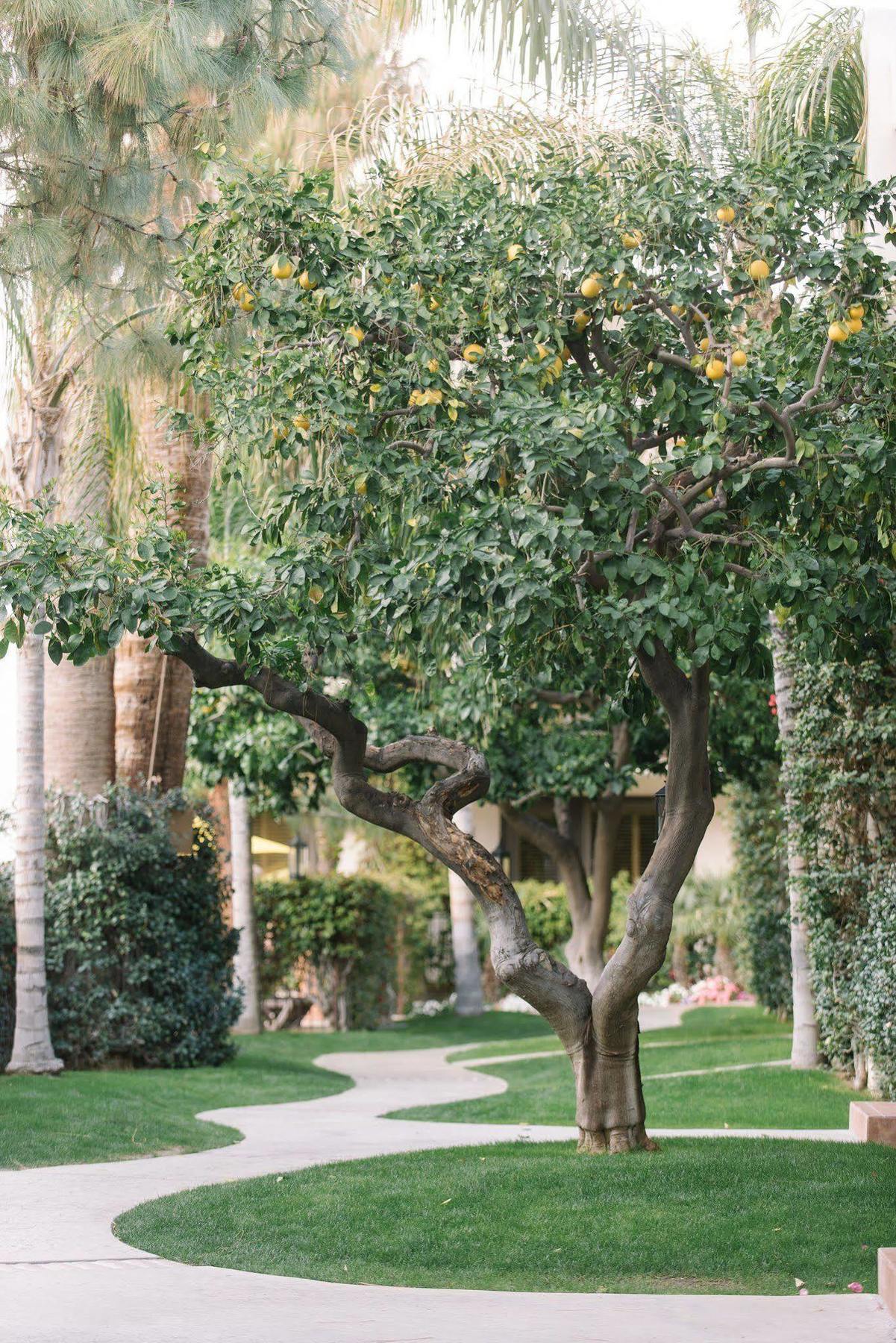 Palm Mountain & Hotel Palm Springs